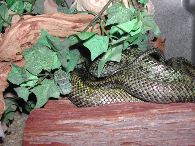 Japanese Rat Snakes