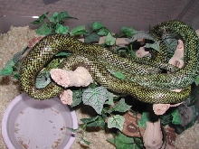 male Kunashir
