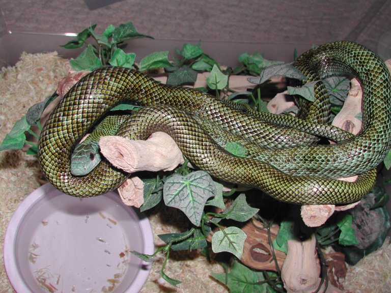 male Kunashir