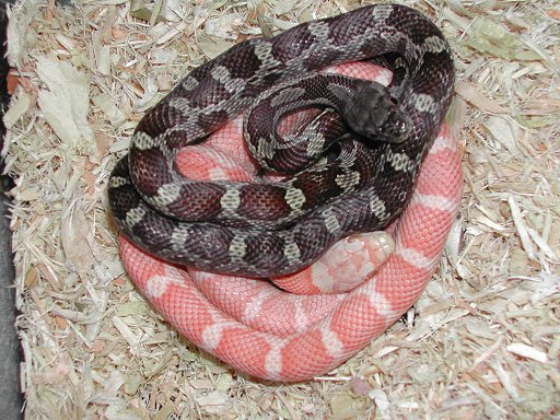 Juvie Albino Black Rats