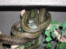 Japanese Rat Snakes