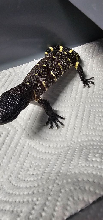 2026 Heloderma horridum beaded lizard