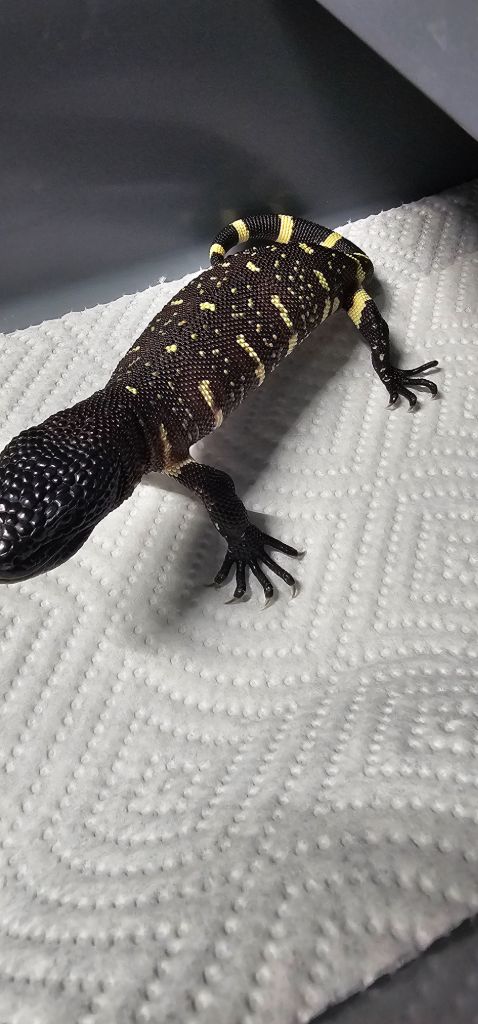 2026 Heloderma horridum beaded lizard