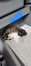 2026 baby exasperatum 6