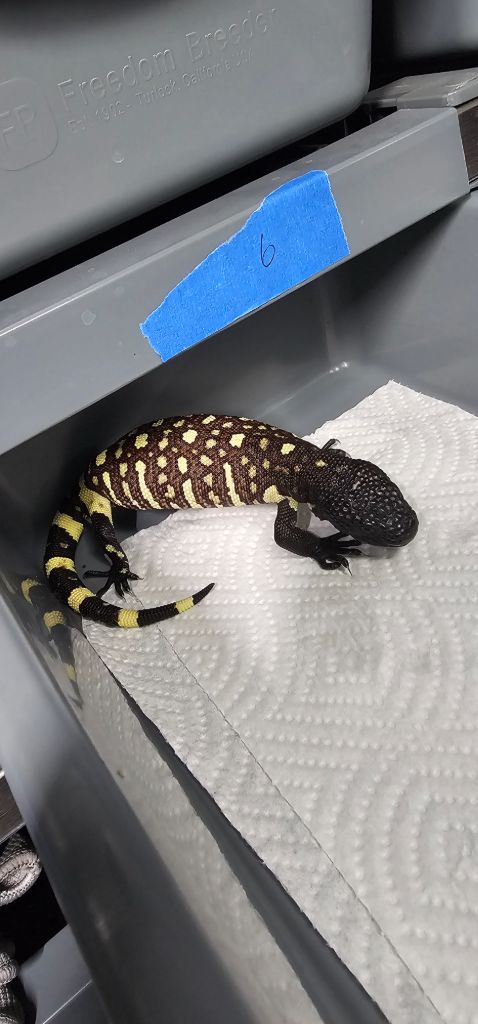 2026 baby exasperatum 6