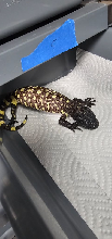 Baby exasperatum 5