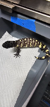 2026 baby exasperatum 4