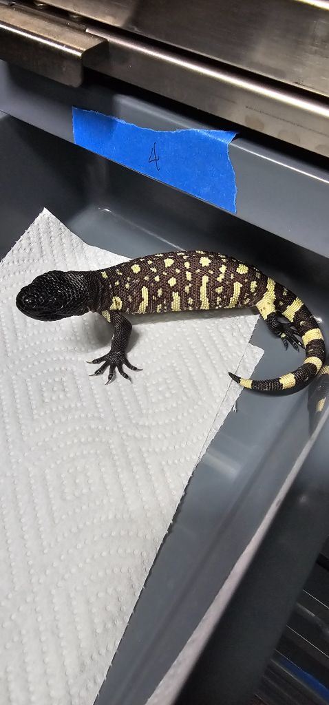 2026 baby exasperatum 4