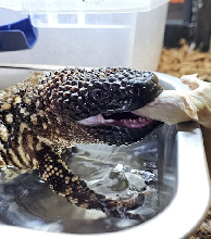beaded_lizard_eating