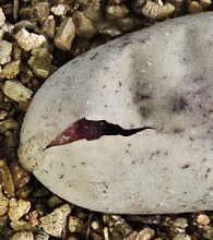 2026 beaded lizard egg hatching