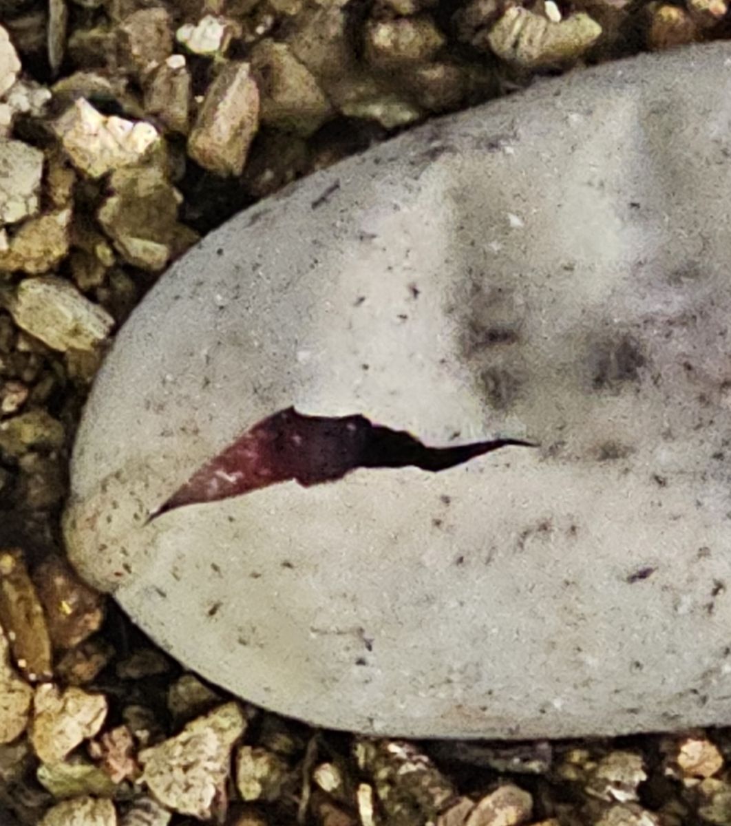 2026 beaded lizard egg hatching