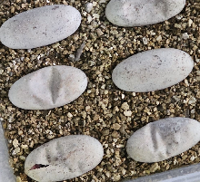 2026 beaded lizard eggs hatching