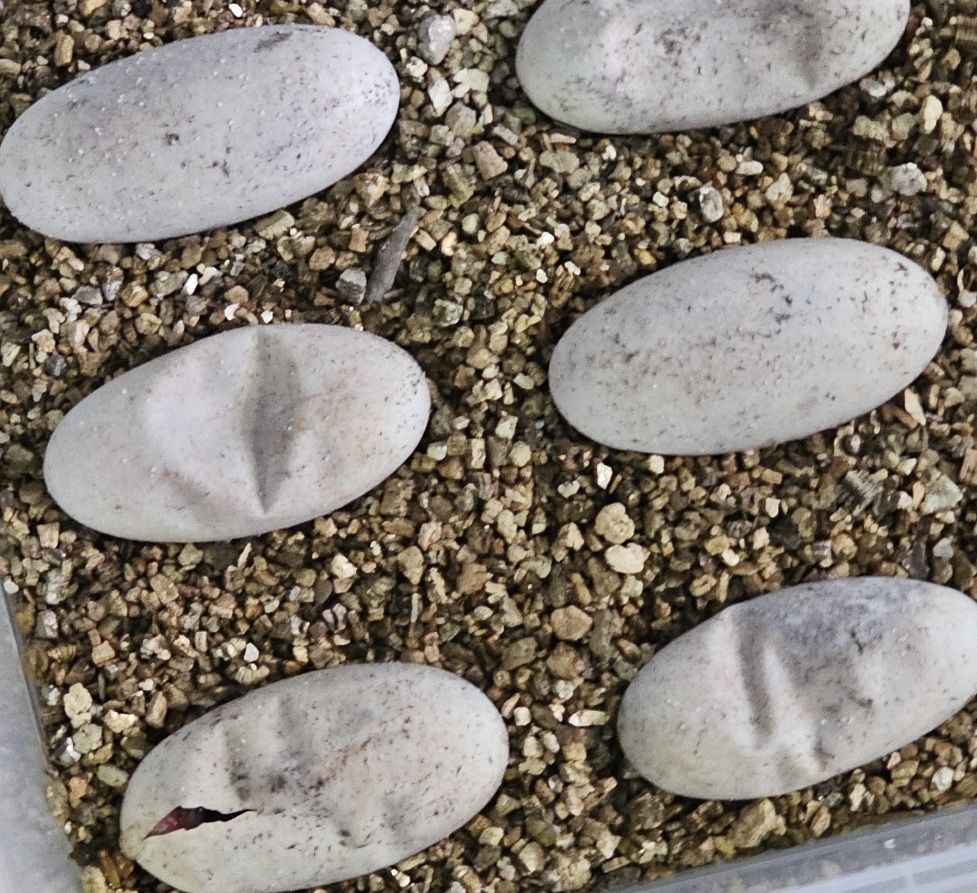2026 beaded lizard eggs hatching