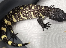 2026 Rio Fuerte Beaded Lizard One