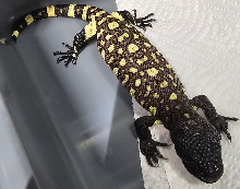 2026 Rio Fuerte Beaded Lizard One - 2