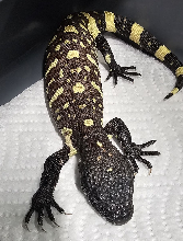 2026 Rio Fuerte Beaded Lizard three