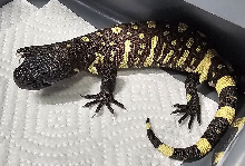 2026 Rio Fuerte Beaded Lizard three