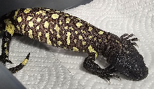 2026 Rio Fuerte Beaded Lizard Five