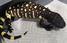 2026 Rio Fuerte Beaded Lizard Six