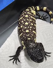 2026 Rio Fuerte Beaded Lizard  Four
