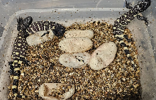 hatching_exas
