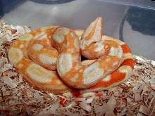 Sharp Breeder