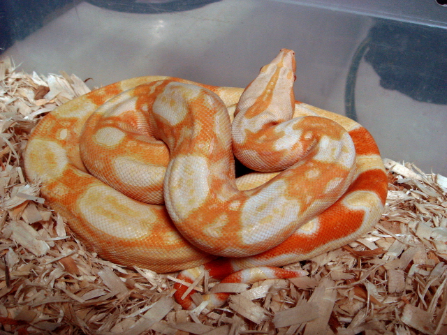 Sharp Breeder