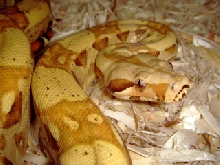 Paradigm Breeder