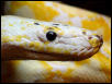 RETIC