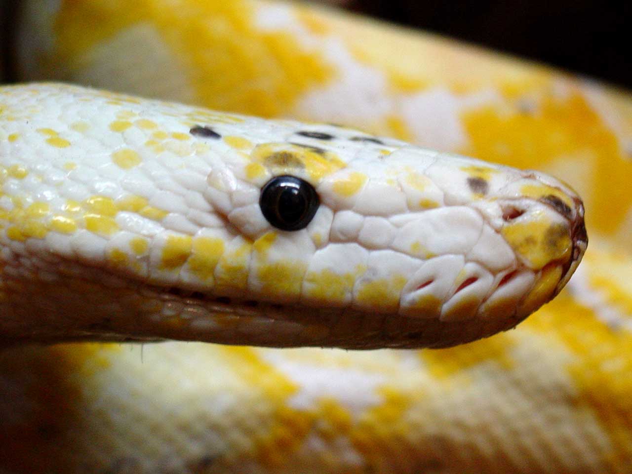 RETIC