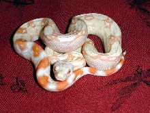 Male available