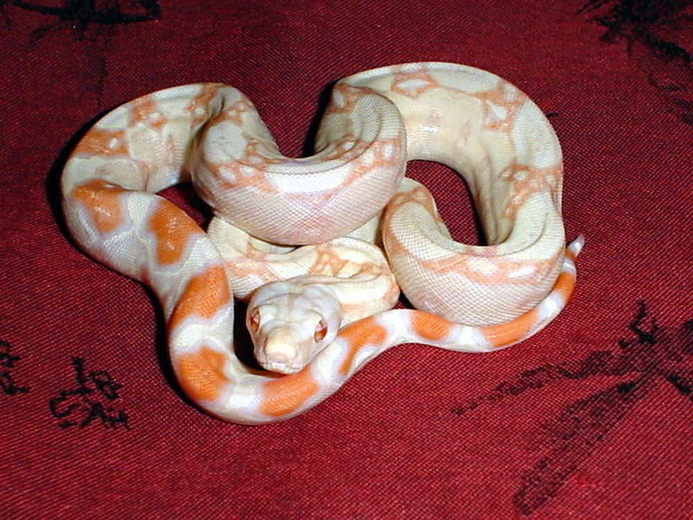 Male available