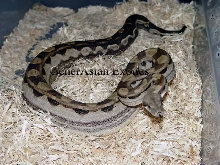 04 Motley Het Albino