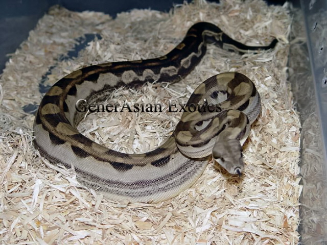04 Motley Het Albino
