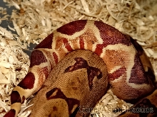 Hypo Harlequin Suriname