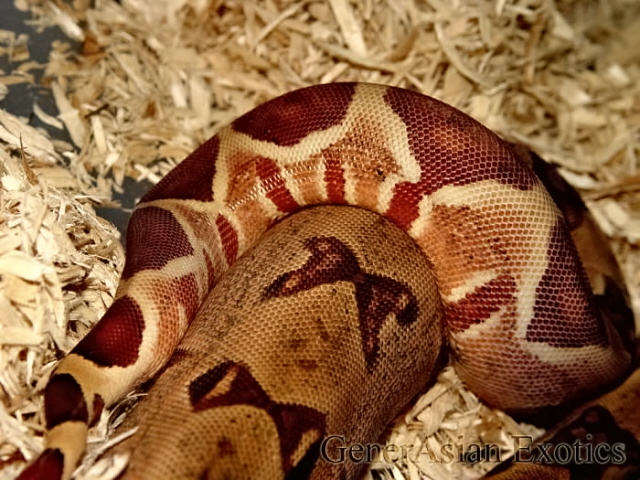Hypo Harlequin Suriname