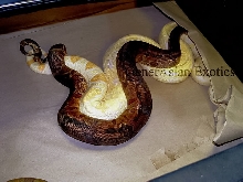 Sharp Hypo Breedings 2005