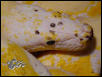 Calico