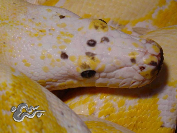 Calico