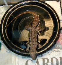 The Lizard of OZ soaking