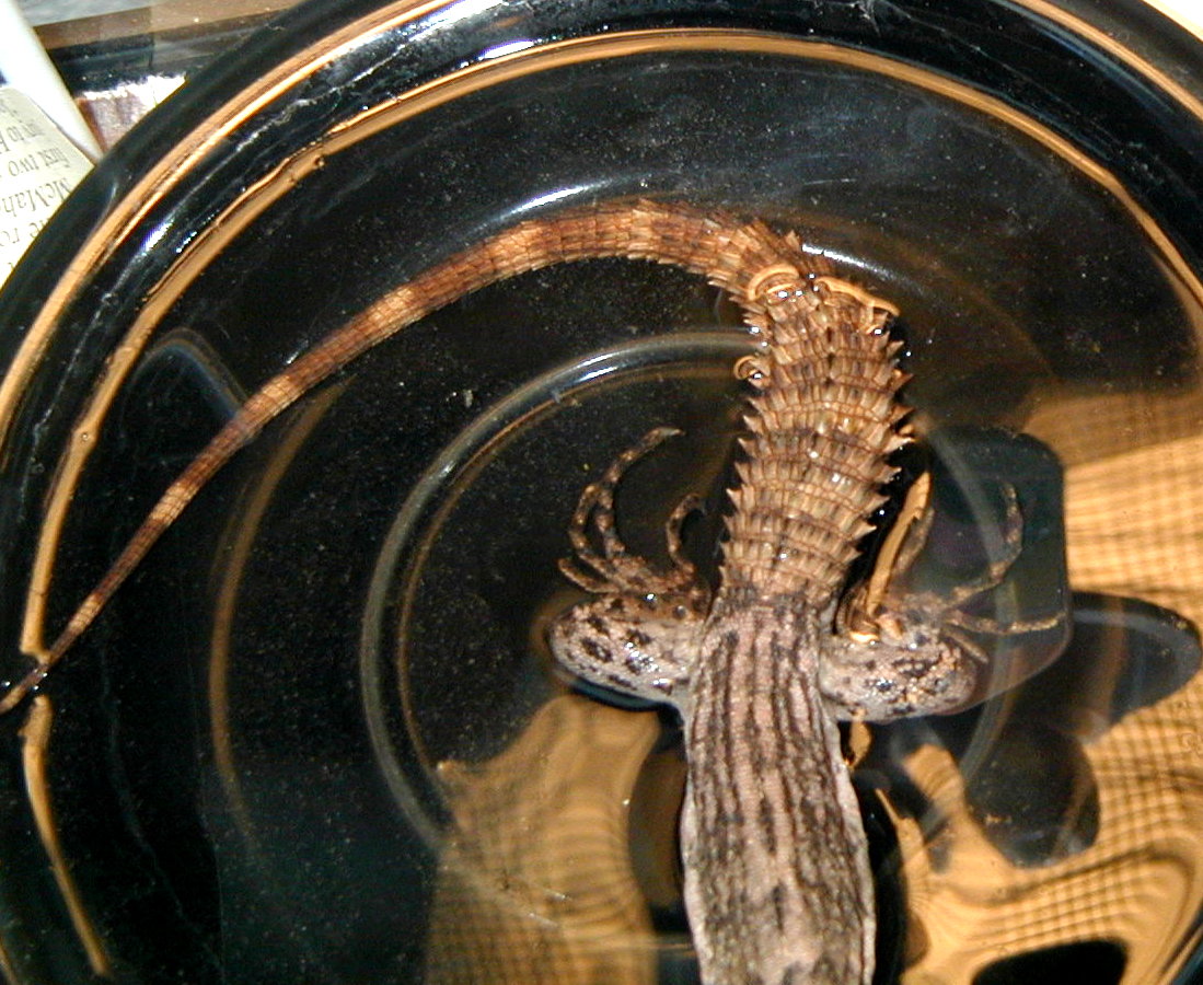 Oz Tail