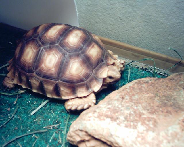 Scooter at 11 months