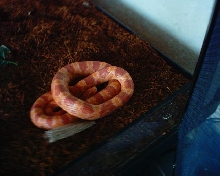 what is she?