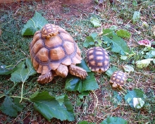 The sulcata family