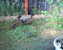 In loving memory of Brown Duck
