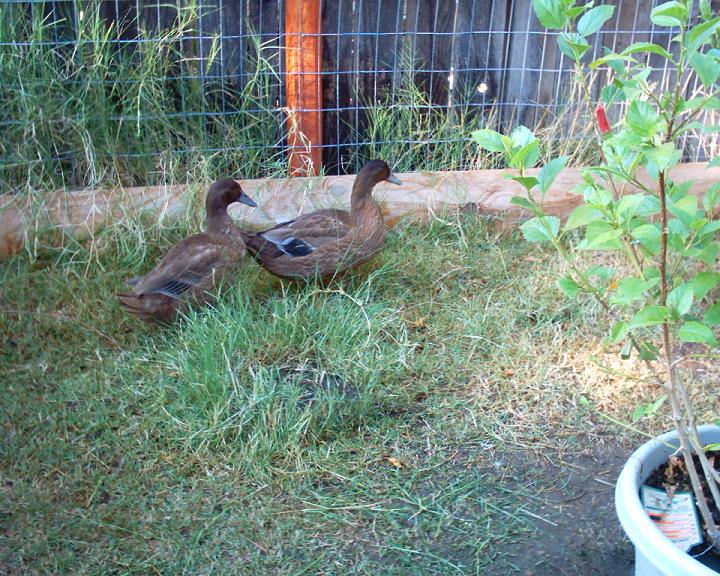 In loving memory of Brown Duck