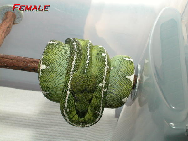 basin female 01