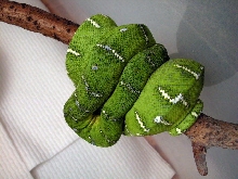 Emerald 2