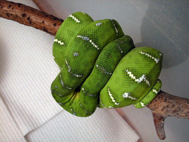Emerald 2
