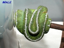 basin male 01